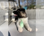 Small Photo #12 Akita Puppy For Sale in MCDONOUGH, GA, USA