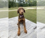 Small Photo #2 Doberman Pinscher Puppy For Sale in BROOKFIELD, MO, USA
