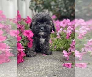 ShihPoo Puppy for sale in CANOGA, NY, USA