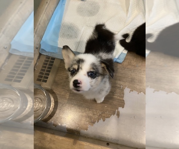 Medium Photo #5 Pembroke Welsh Corgi Puppy For Sale in BRANDON, FL, USA