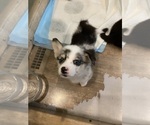 Small #4 Pembroke Welsh Corgi