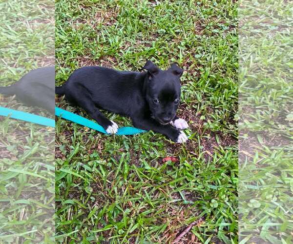 Medium Photo #3 Labrador Retriever-Unknown Mix Puppy For Sale in Holly Springs, NC, USA