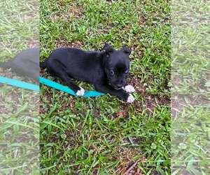 Ron (Harry Potter Litter) - Male Labrador Retriever-Unknown Mix Dog for Adoption - Photo #3
