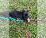 Small #2 Labrador Retriever Mix