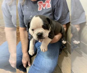 Olde English Bulldogge Puppy for sale in CARTHAGE, MS, USA