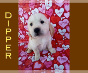 Golden Retriever Puppy for sale in ARIZONA CITY, AZ, USA