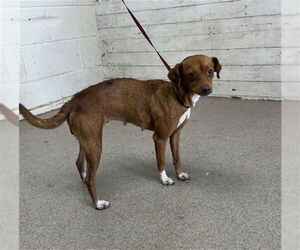 Chiweenie Dogs for adoption in San Bernardino, CA, USA