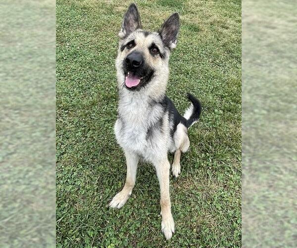 Medium Photo #1 German Shepherd Dog Puppy For Sale in Lee's Summit, MO, USA