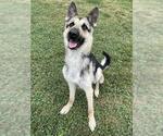 Small German Shepherd Dog