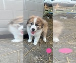 Puppy 7 Australian Shepherd-Great Pyrenees Mix