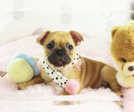 Small #2 French Bulldog