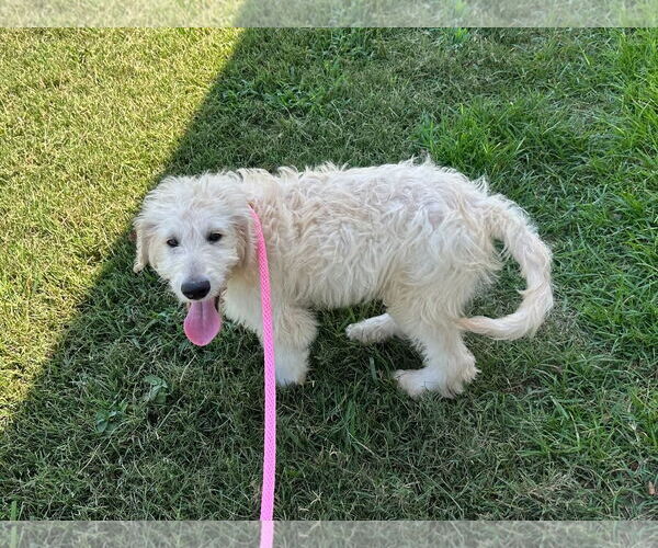 Medium Photo #3 Goldendoodle Puppy For Sale in Pacolet, SC, USA