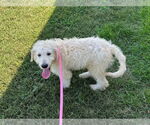 Small #2 Goldendoodle