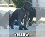 Image preview for Ad Listing. Nickname: Yellow collar