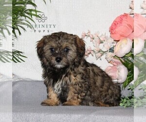 ShihPoo Puppy for sale in RISING SUN, MD, USA