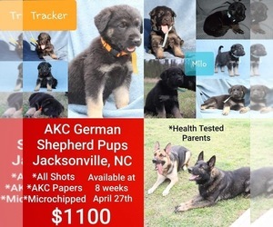 German Shepherd Dog Puppy for sale in JACKSONVILLE, NC, USA