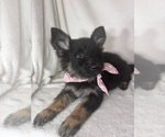 Small German Shepherd Dog