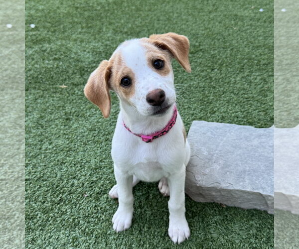 Medium Photo #2 Beagle-Colonial Cocker Spaniel Mix Puppy For Sale in Fort Worth, TX, USA
