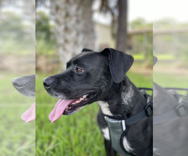 Medium Photo #9 Boxer-Unknown Mix Puppy For Sale in Sanford, FL, USA