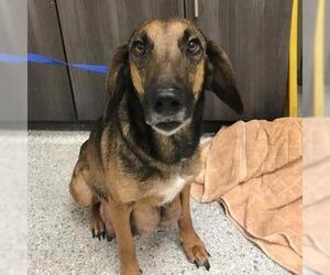 Basset Hound-Unknown Mix Dogs for adoption in Conroe, TX, USA