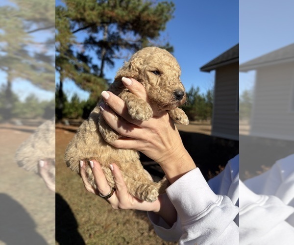 Medium Photo #2 Poodle (Standard) Puppy For Sale in ROCHELLE, GA, USA