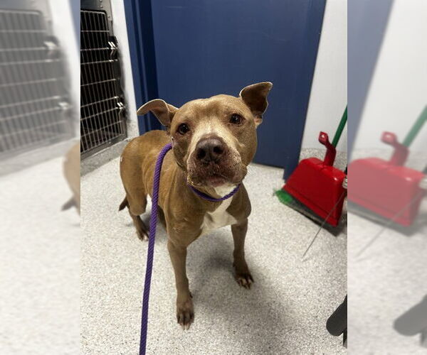 Medium Photo #1 American Staffordshire Terrier-Unknown Mix Puppy For Sale in Tallahassee, FL, USA