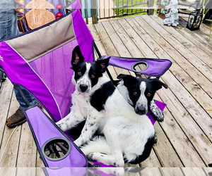 Texas Heeler Puppy for sale in STEWARTVILLE, MN, USA