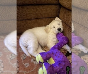 English Cream Golden Retriever Puppy for sale in THOUSAND OAKS, CA, USA