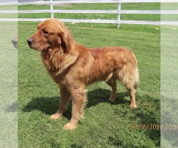 Medium Photo #1 Golden Retriever Puppy For Sale in THORP, WI, USA