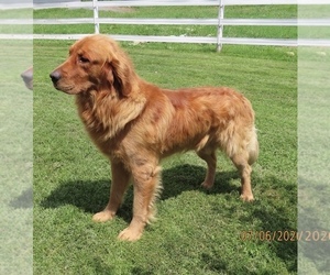 Father of the Golden Retriever puppies born on 08/01/2026
