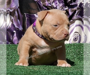 American Bully Puppy for sale in CASA GRANDE, AZ, USA