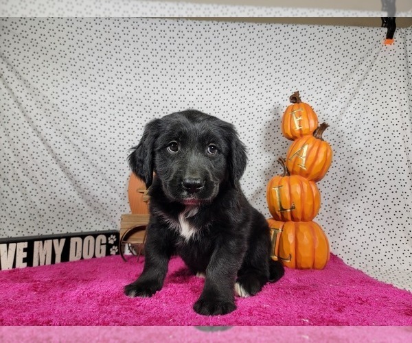 Medium Photo #1 Golden Mountain Dog Puppy For Sale in BLACK FOREST, CO, USA
