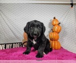 Puppy Gabby Gabby Golden Mountain Dog