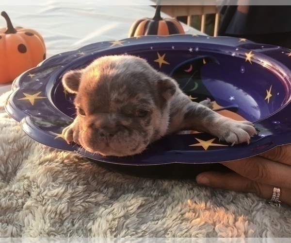 Medium Photo #26 French Bulldog Puppy For Sale in PLACERVILLE, CA, USA
