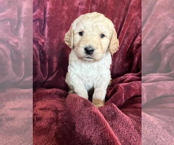 Medium Photo #2 Goldendoodle Puppy For Sale in RATHDRUM, ID, USA