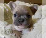Puppy Pernell French Bulldog