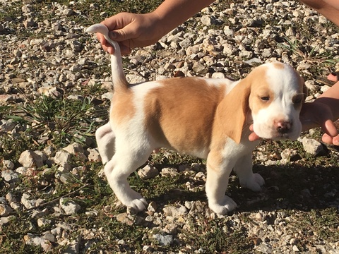 Medium Photo #1 Beagle Puppy For Sale in HITCHCOCK, TX, USA