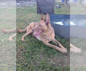 German Shepherd Dog-Unknown Mix Dogs for adoption in Derwood, MD, USA