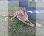 MAX - Male German Shepherd Dog-Unknown Mix Dog for Adoption - Small photo
