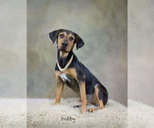 Coonagle Dogs for adoption in Hot Springs Village, AR, USA