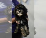 Small Cavapoo