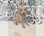 Small #2 Weimaraner