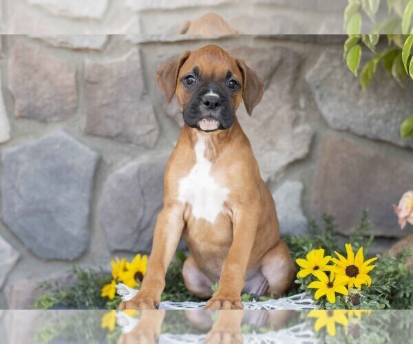 Medium Photo #1 Boxer Puppy For Sale in SHILOH, OH, USA