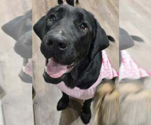 Labrador Retriever Dogs for adoption in Lee's Summit, MO, USA