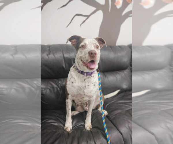 Medium Photo #12 Mutt Puppy For Sale in Pompano Beach , FL, USA