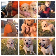 Golden Retriever Puppy for sale in CAVE SPRINGS, AR, USA
