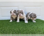 Small Photo #11 Bulldog Puppy For Sale in ATLANTA, GA, USA