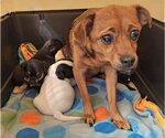 Small #2 Chihuahua Mix