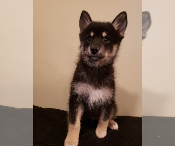 Medium Photo #1 Pomsky Puppy For Sale in PIKEVILLE, TN, USA