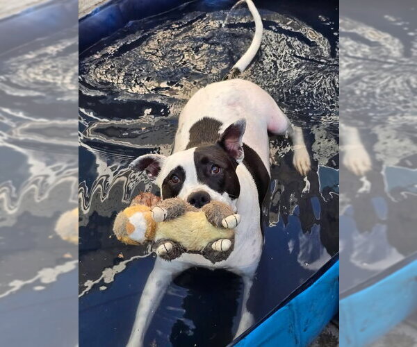 Medium Photo #11 American Pit Bull Terrier Puppy For Sale in Germantown, OH, USA
